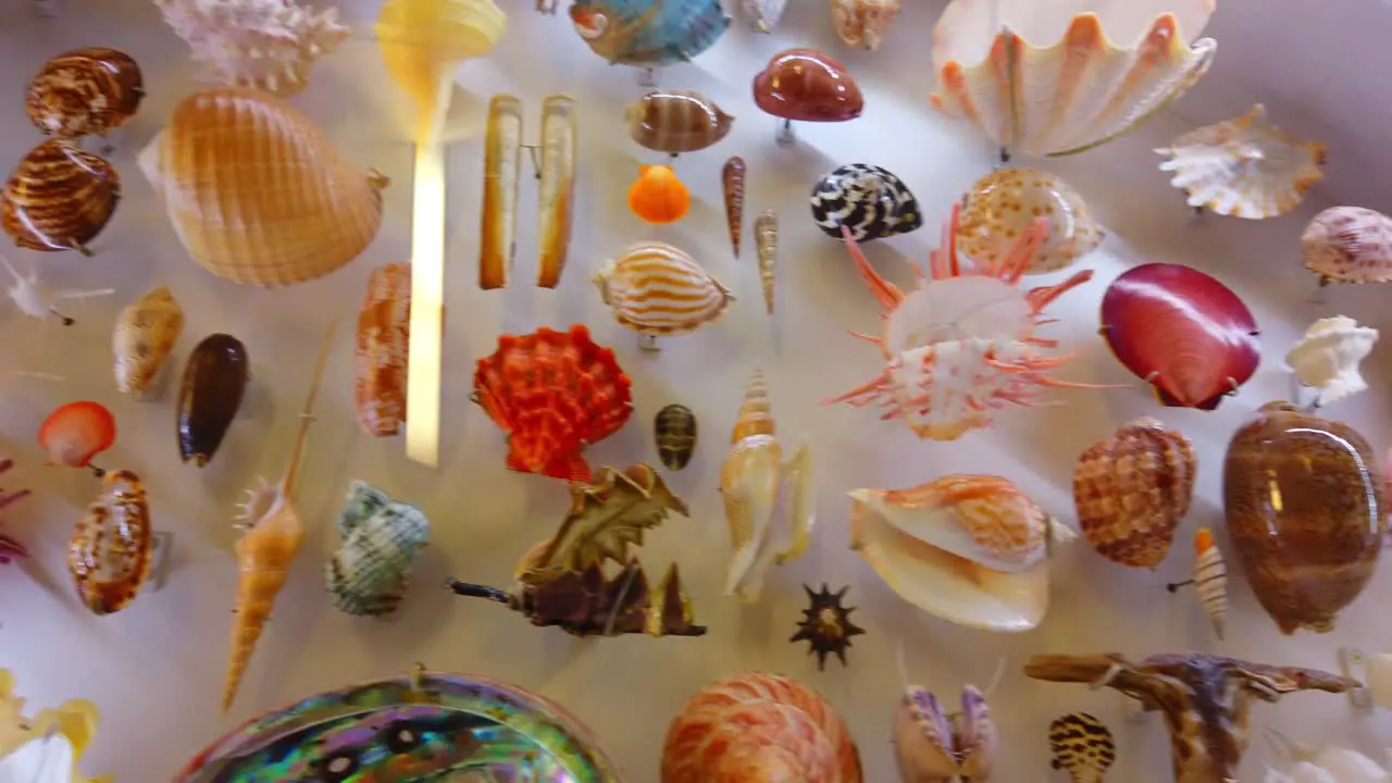 Various colorful sea shells on display