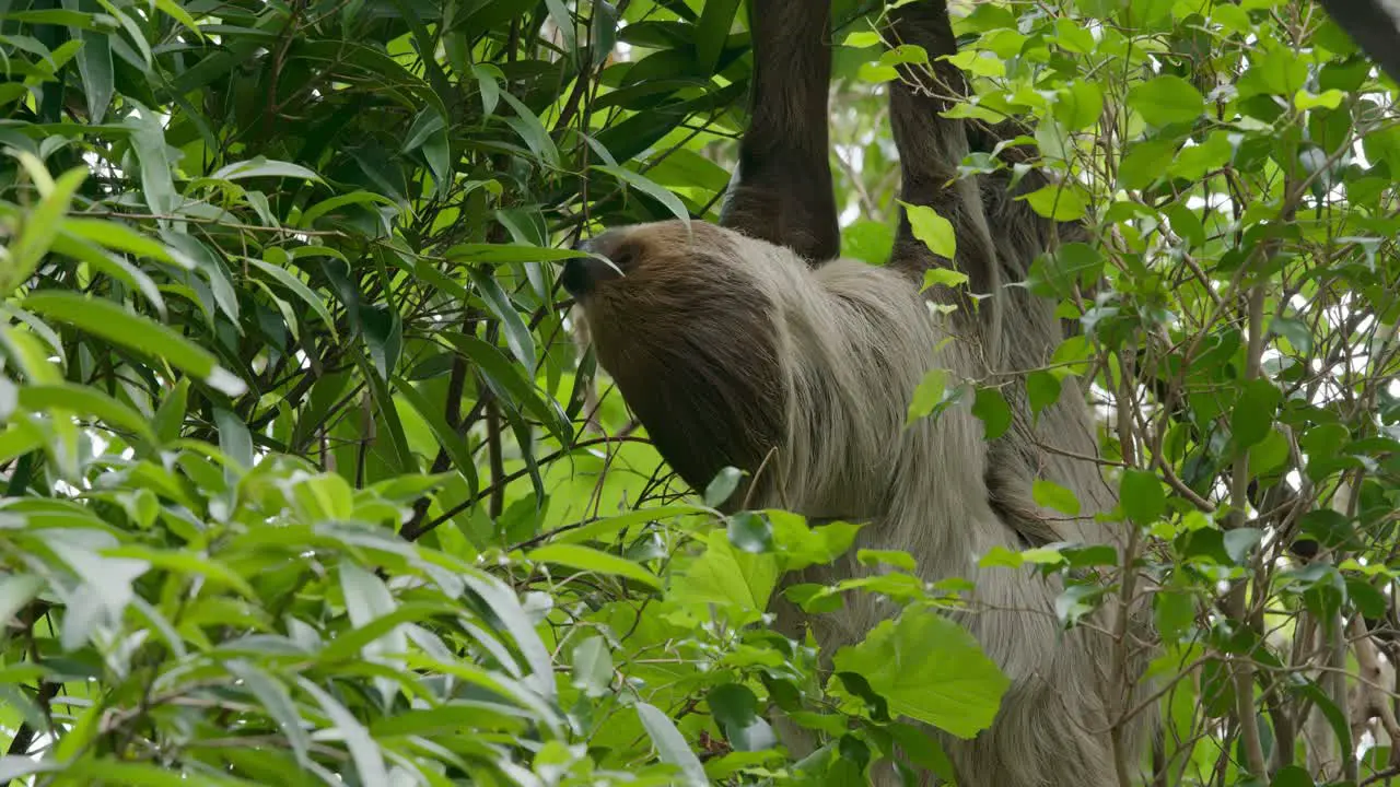 Sloth on tree