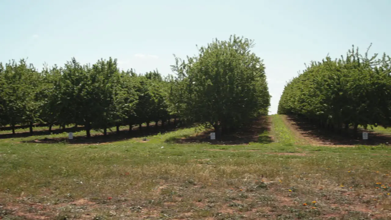 Pan across the almond orchard