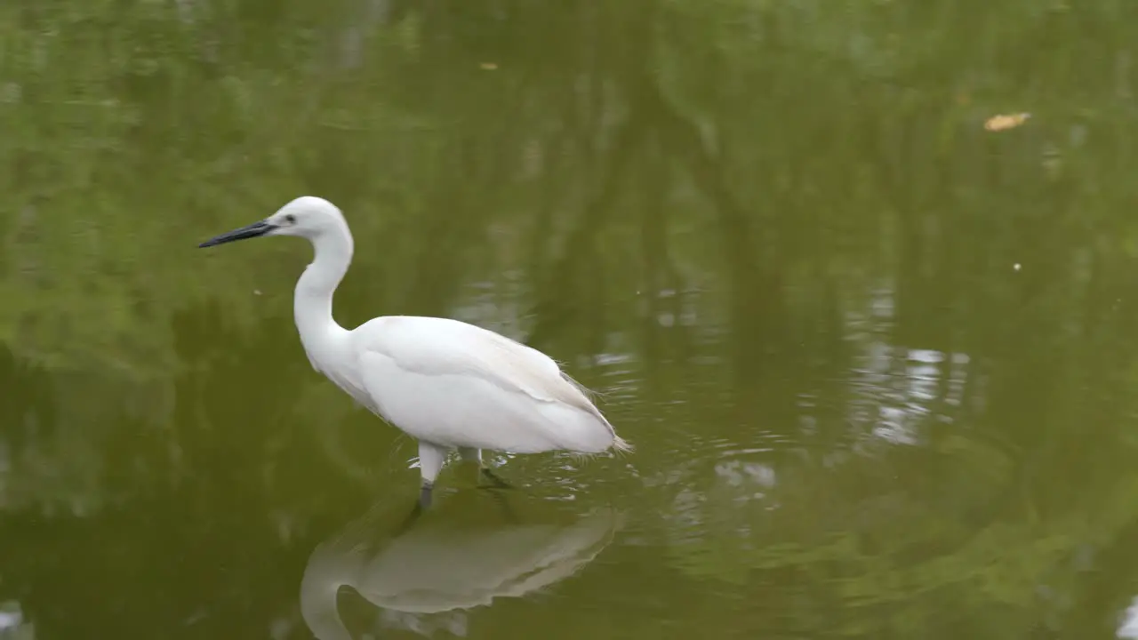 Little egret in the lake