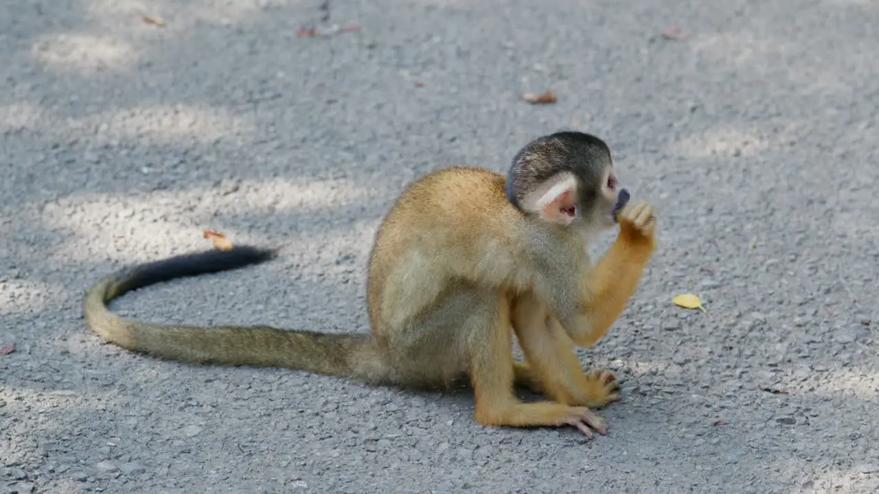 Squirrel Monkey on the ground