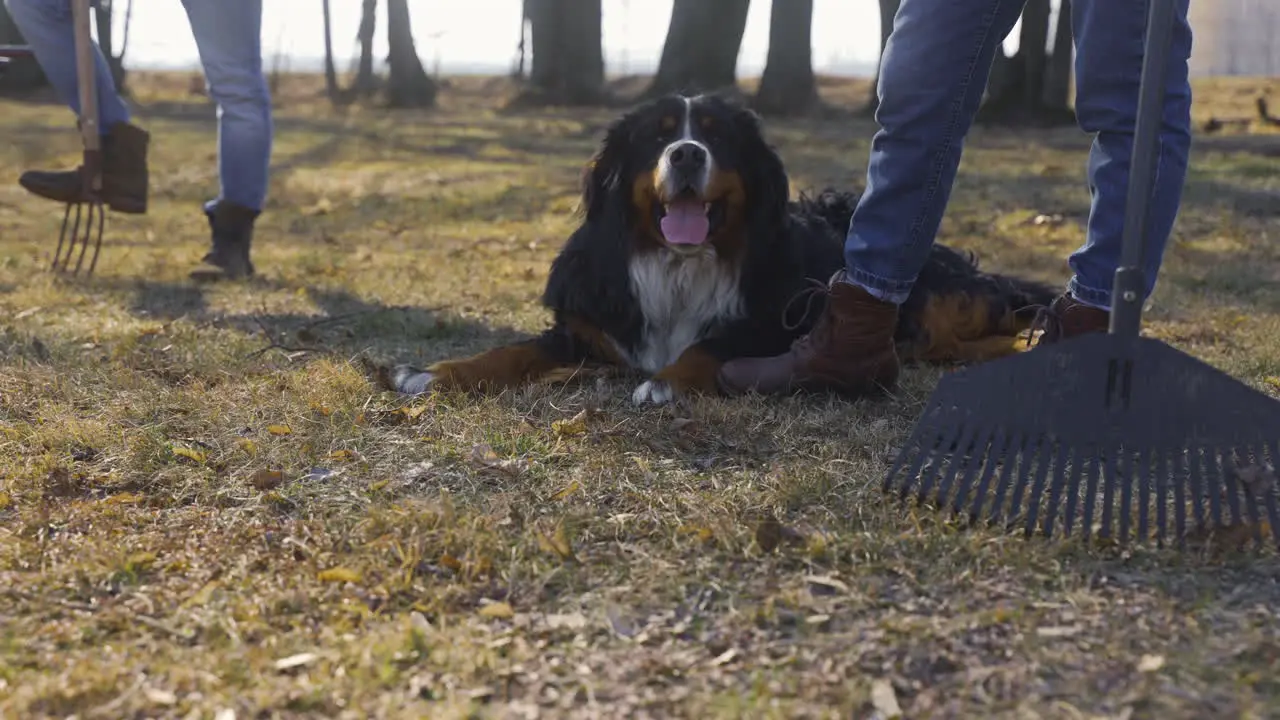 Dog lying on the ground in the countryside Nearby are their owners with a wheelbarrow and a rake