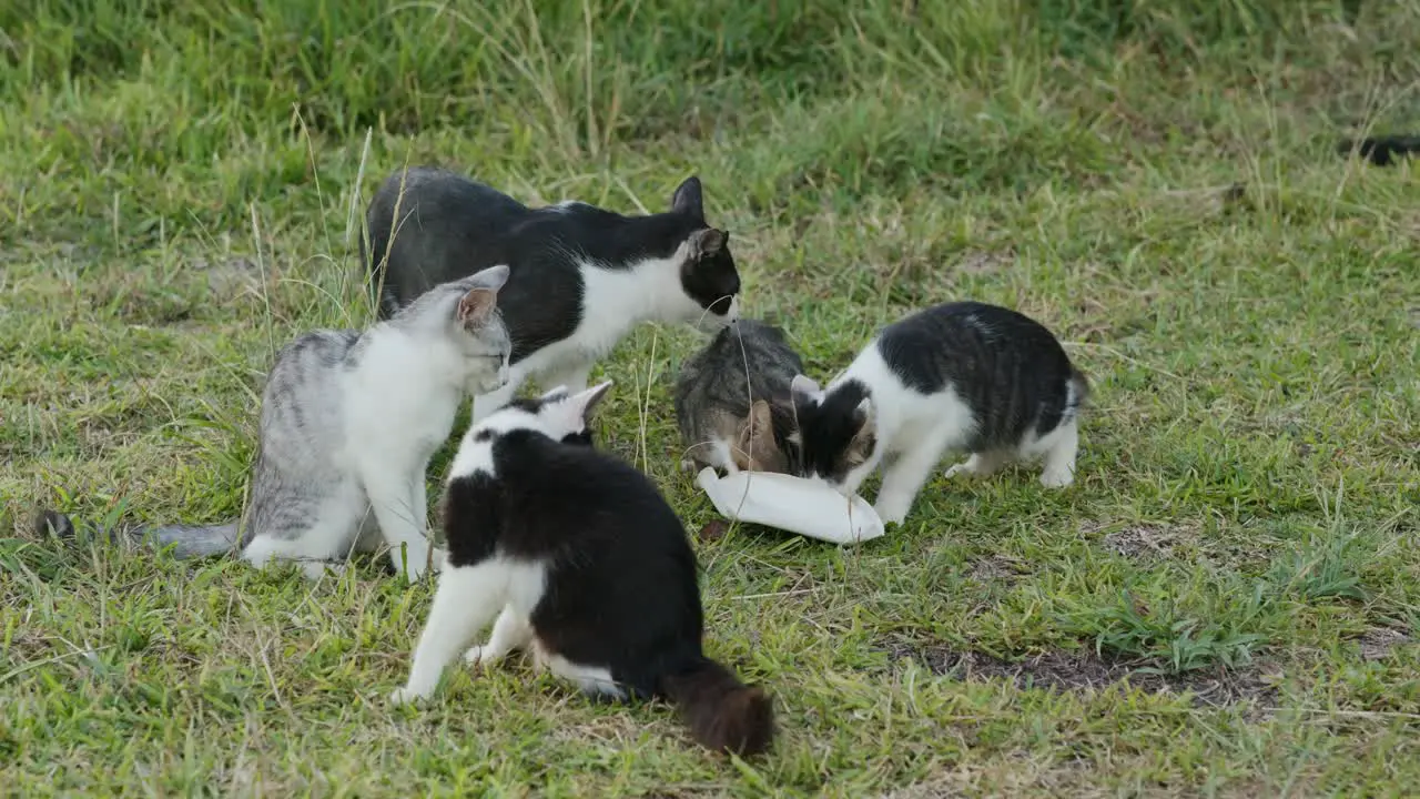 Street cats in the park