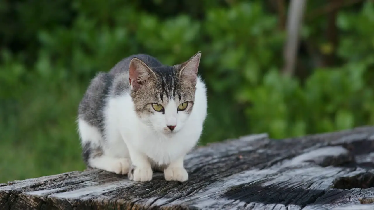 Street cat in the park