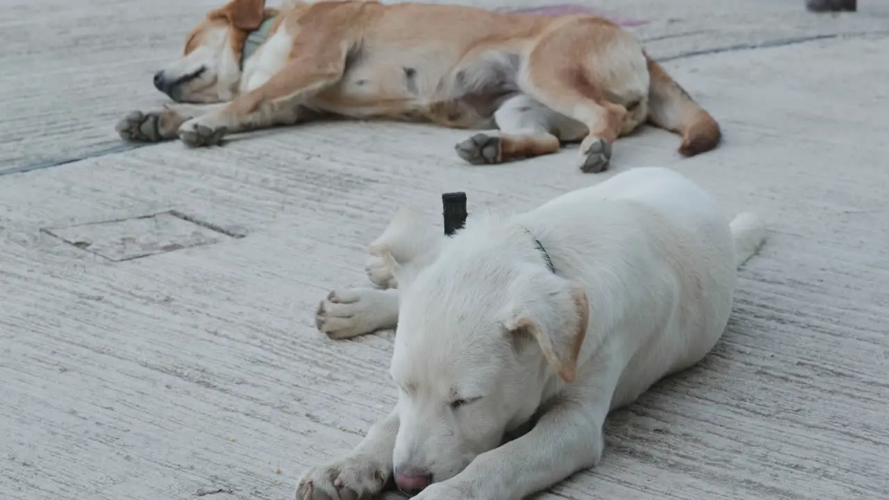 Dog in the street