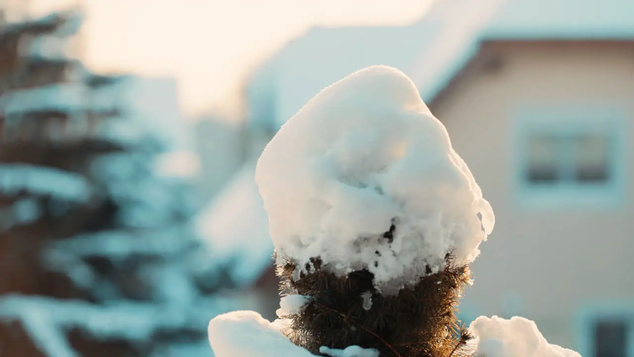 Close up of a frozen coniferous Tree from balcony covered in snow during a cold winter sunrise in the morning with a house and a pine tree in the background