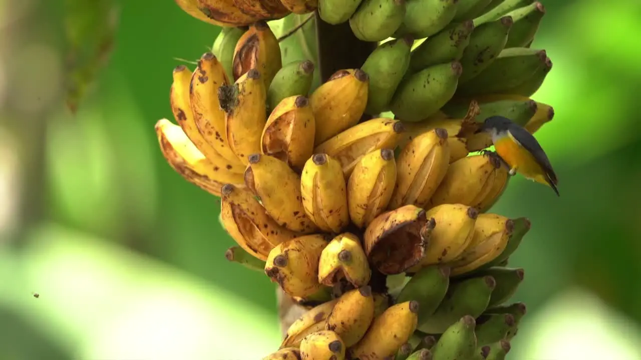 orange bellied flowerpecker bird flying around a bunch of ripe bananas