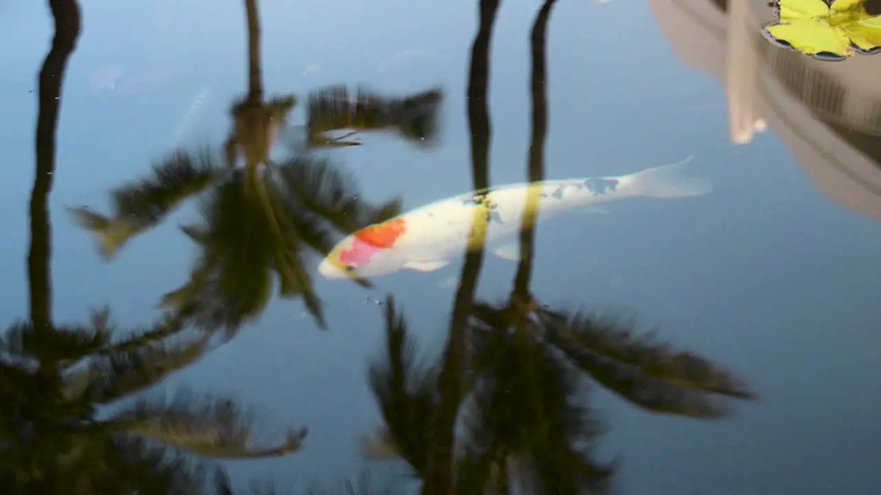 A large orange and white koi swims across a reflection of palm trees Maui Hawaii