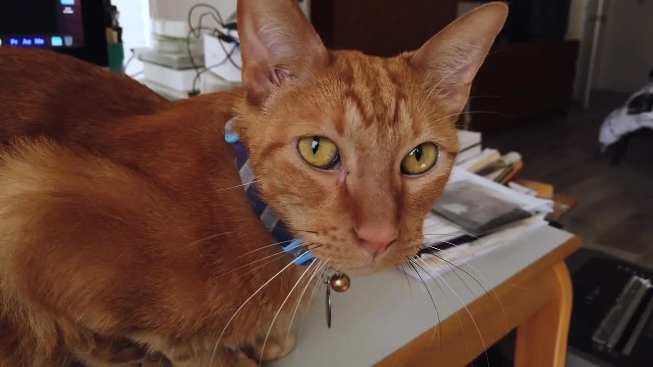 An orange tabby cat is guarding a desktop computer suddenly snaps his head to attention turning and looking at the camera