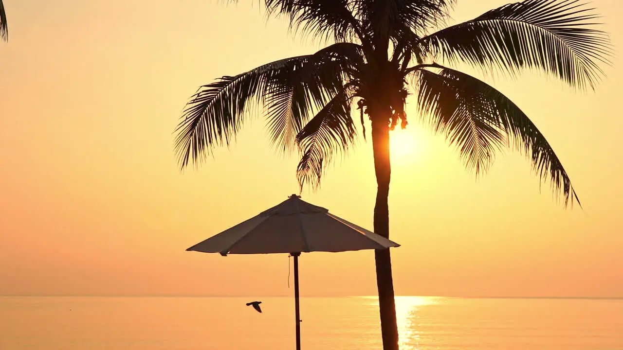 Beach Parasol under the Palm tree during orange color sunset over the sea bird frying