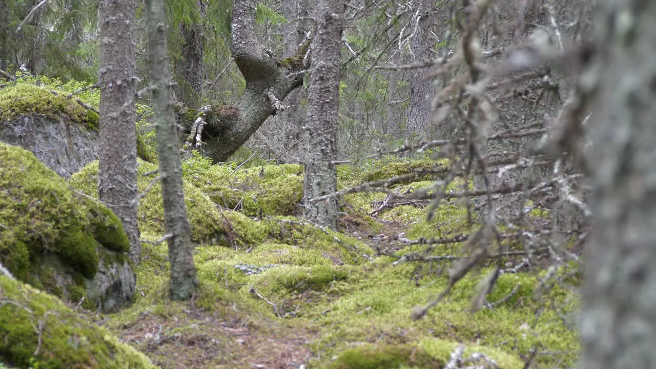 Dramatic shot of mossy old pine forest