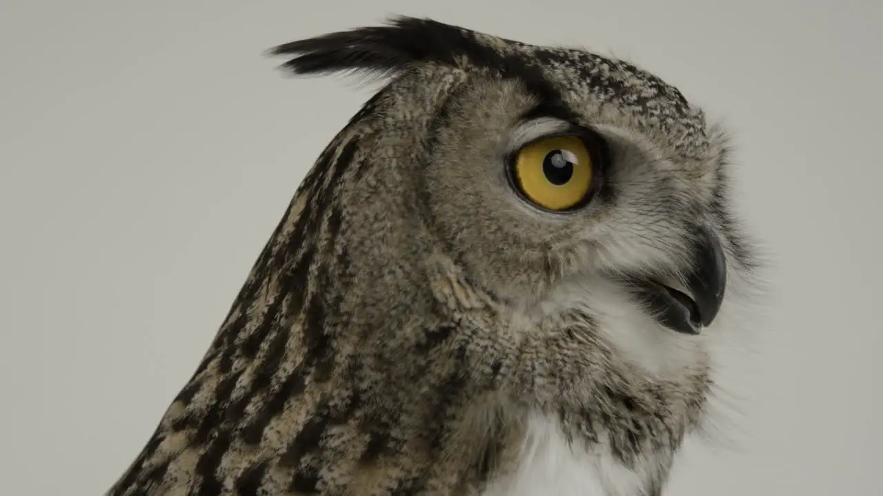 Eurasian Eagle owl extreme close up avian predator