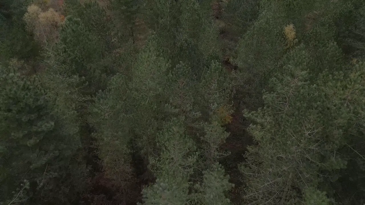 Slow aerial shot flying over trees panning up to reveal an open field in the woodland