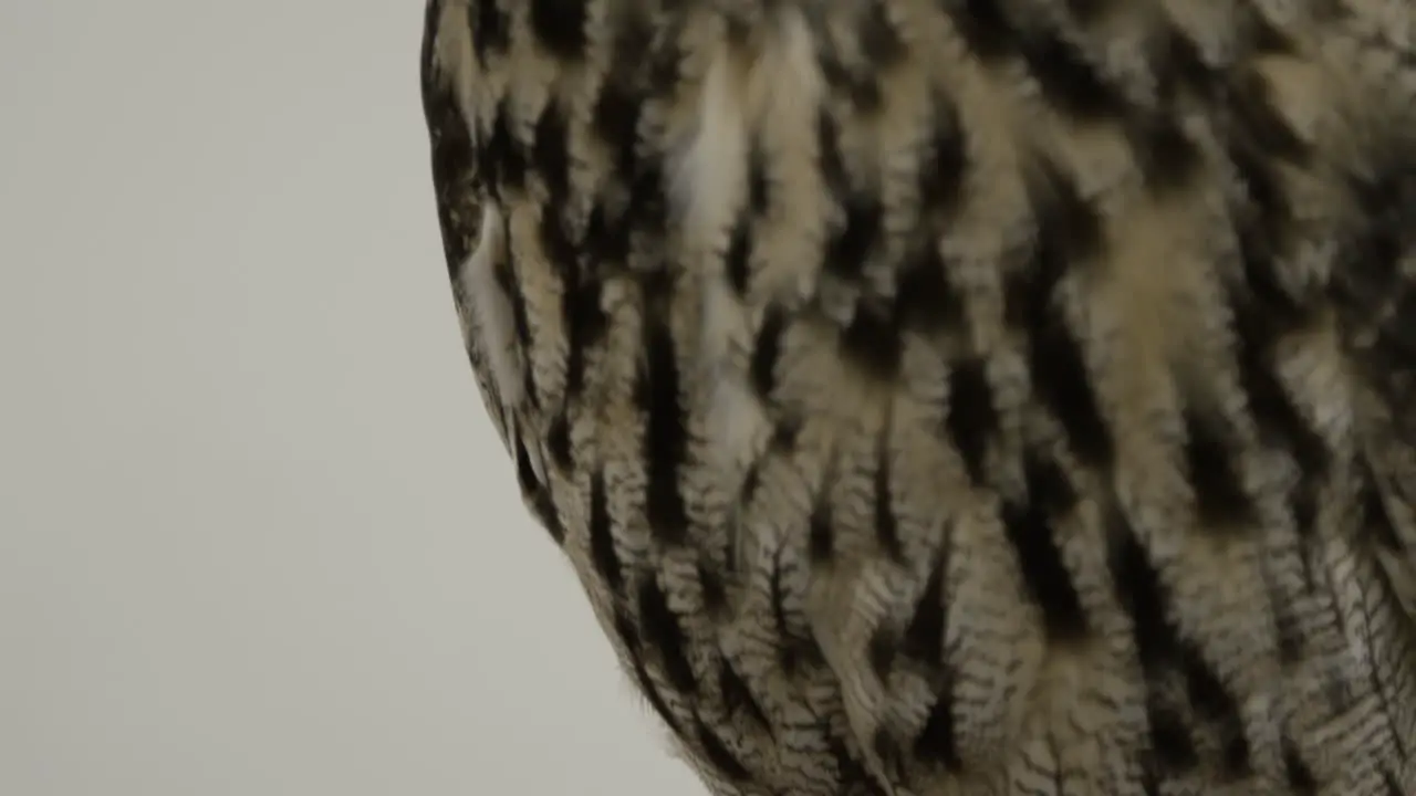 Eagle owl posing on white background