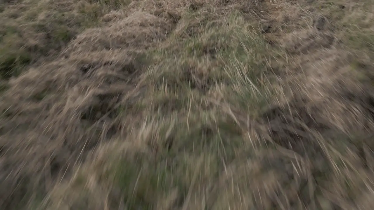 Low flying aerial shot flying across a grassy field to pan up and reveal a single tree