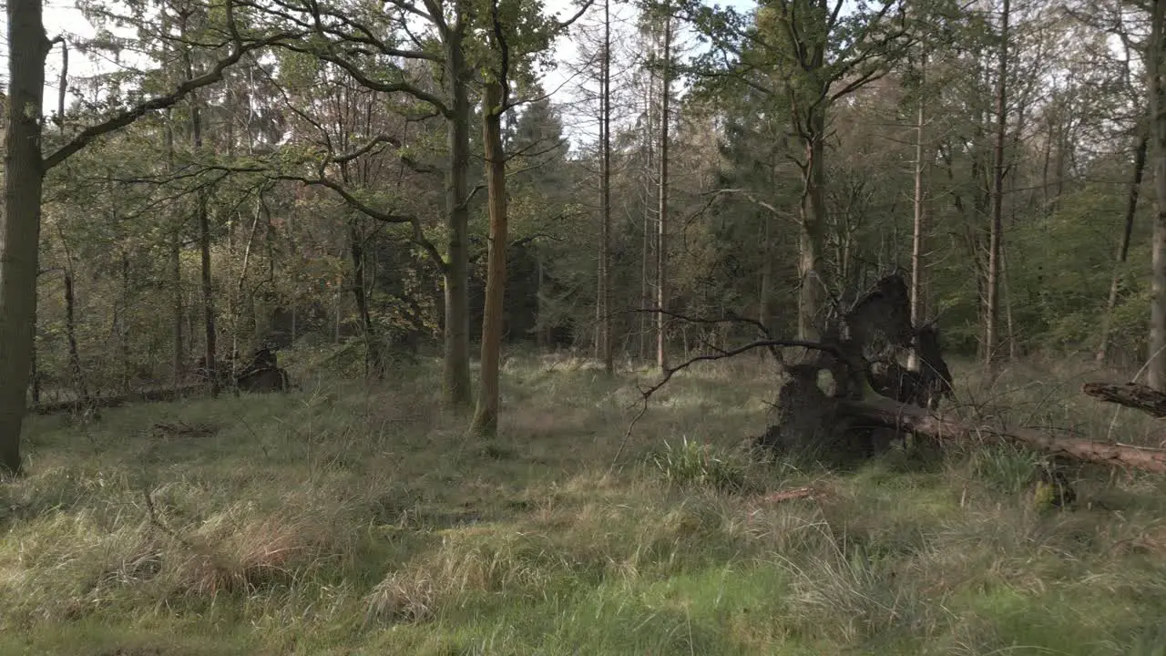 Slow aerial flying through the woodland amongst fallen trees with exposed roots