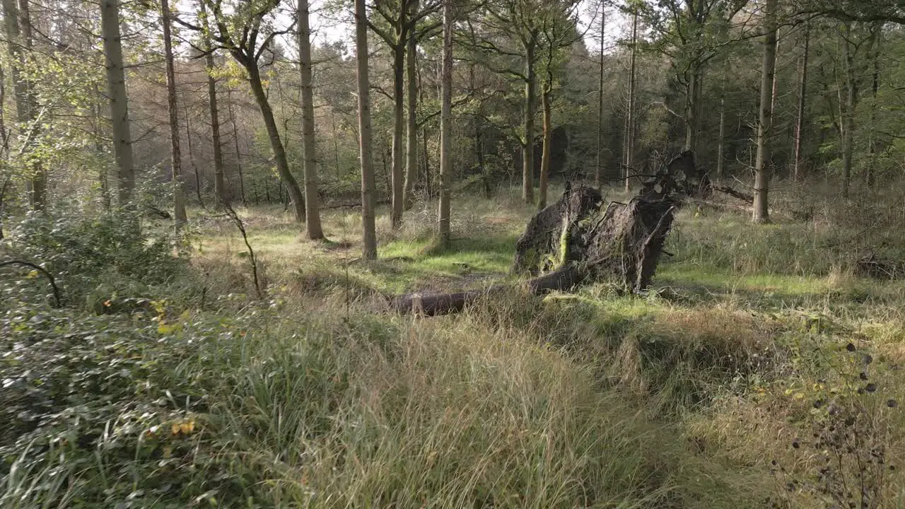 Aerial flying through an opening into the woodland amongst fallen trees with exposed roots