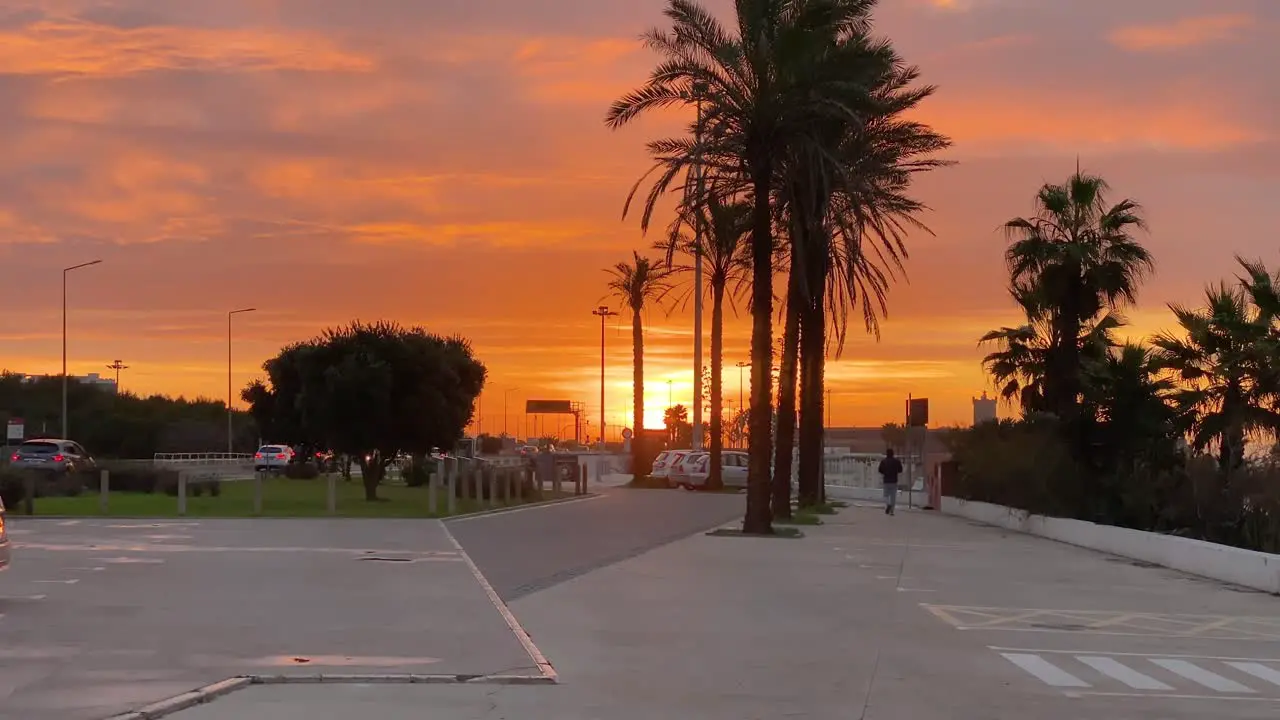 Wide view of palms silhouette with red sunset in the horizon in Carcavelos Portugal