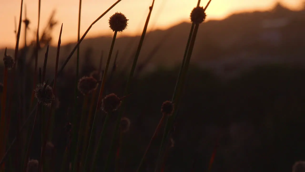 Golden Sunset With Native Australian Grasses Tilt up