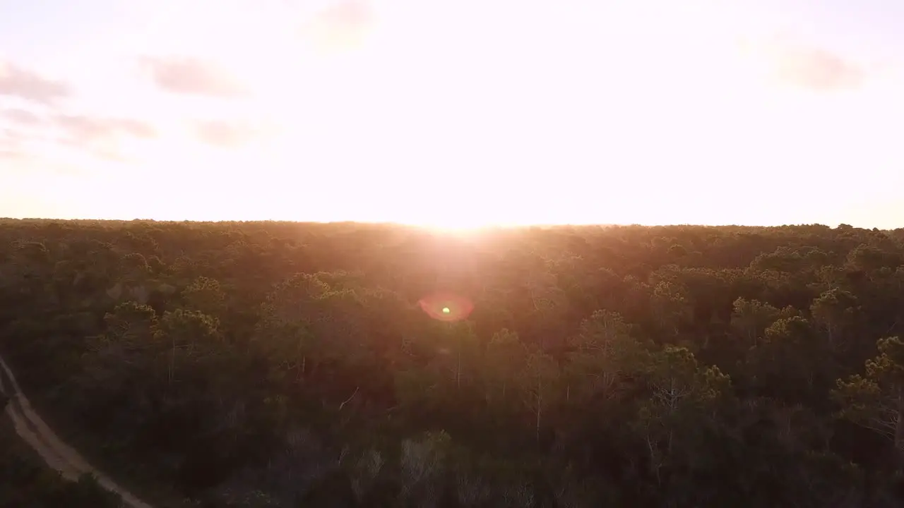 sunset time flying over trees