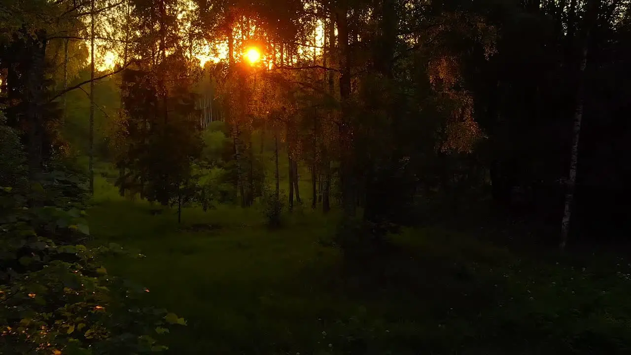 Beautiful Dreamy Shot of Sun Through Forest During Sunset Exploring