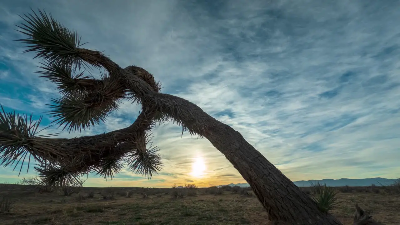 Colorful sunset in the Mojave Desert with a Joshua tree in the foreground dynamic sliding motion time lapse