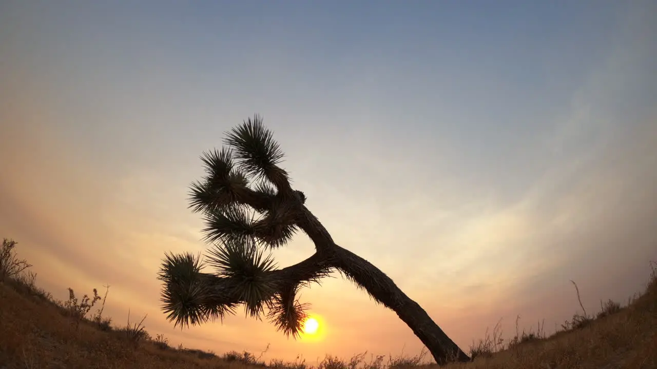 Sun sets behind a Joshua tree on a hazy desert evening ultra wide angle time lapse