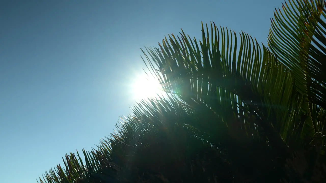 Looking Up On Bright Sun In Clear Blue Sky Partially Covered By Palm Tree Leaves In Jeju Island South Korea