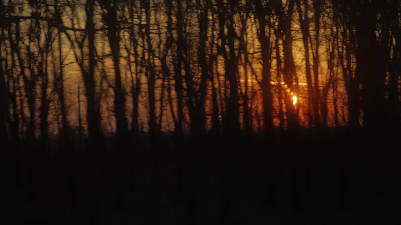 View From The Window Of A Train Or Car Through The Branches Of The Trees You Can See The Rising Sun 