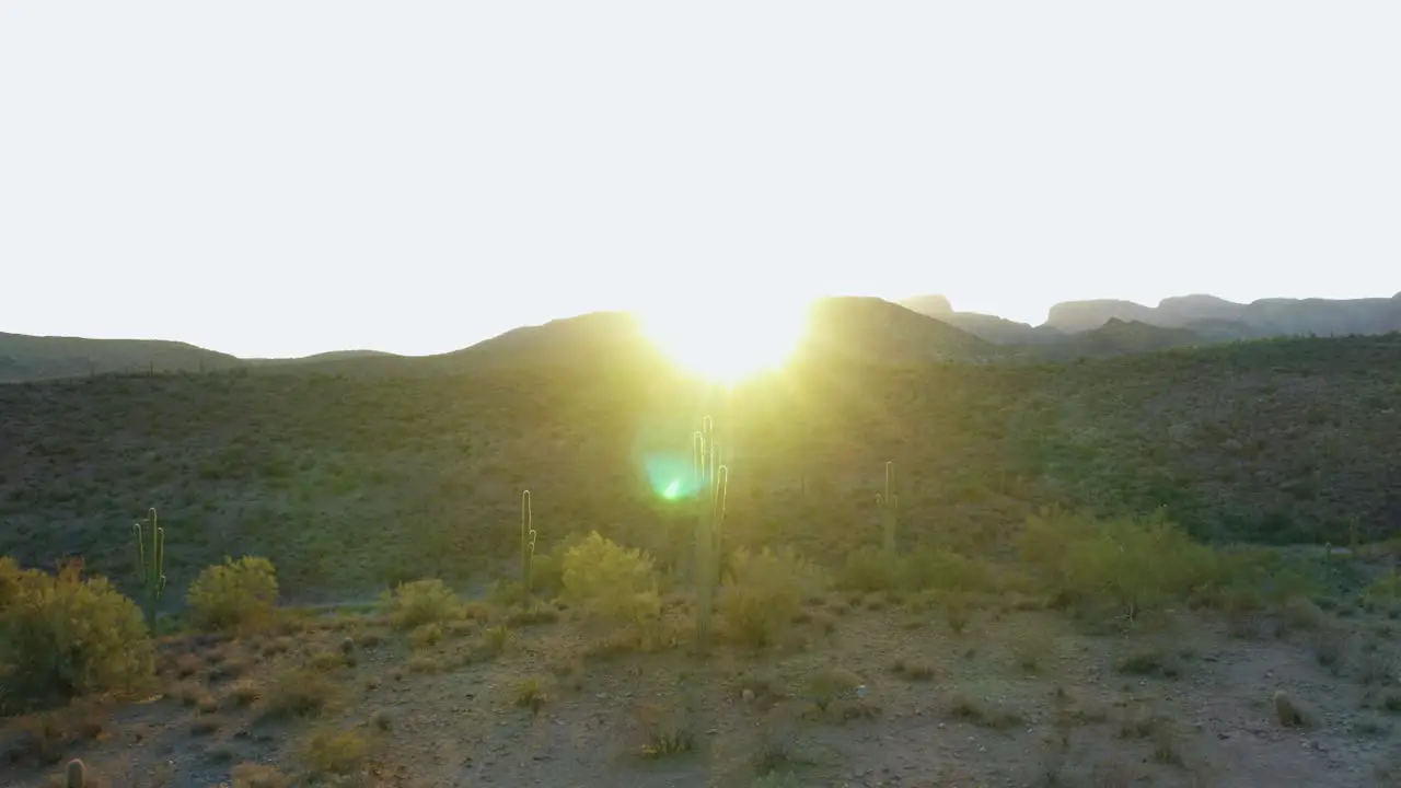 Saguaro Cactus cluster standing around Sonoran desert with sunset background