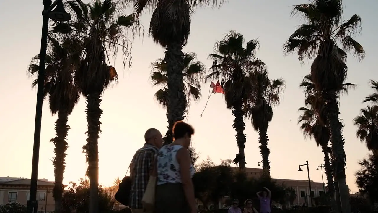 Palm trees shot during sunset