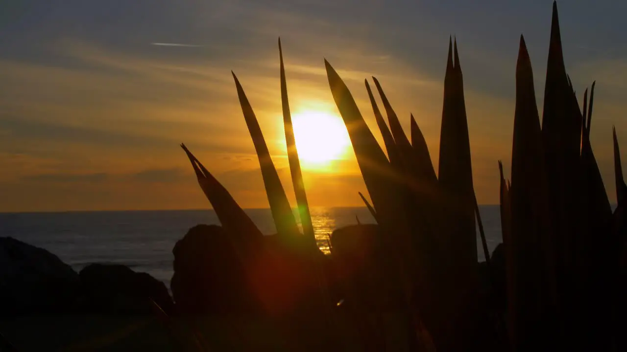 Miramar Restaurant Sunset and the Silhouette of Plants