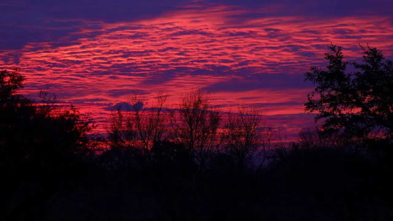 Static shot of a beautiful vibrant purple and pink sky with silhouettes of trees