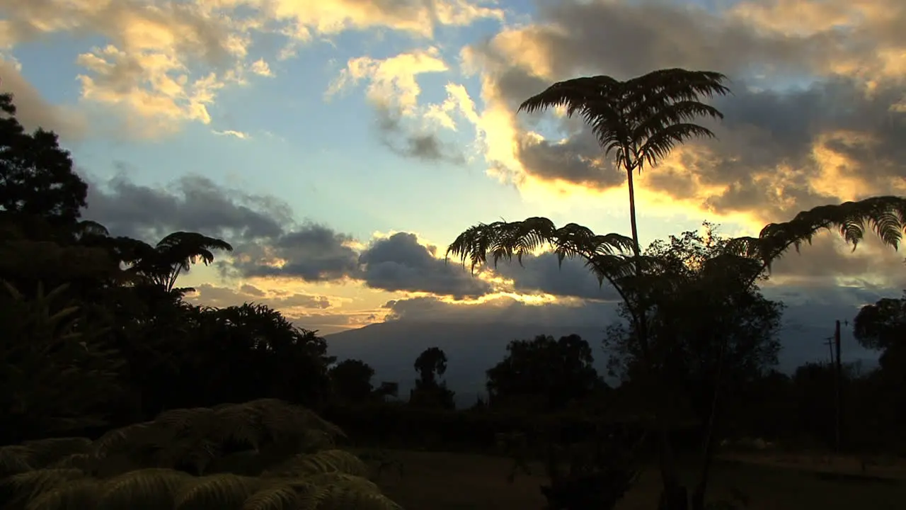 Maui sunset and fern