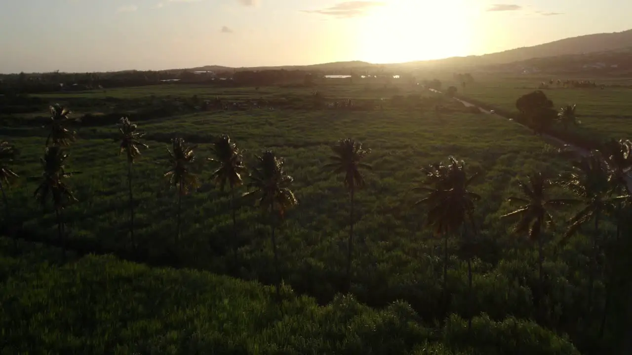 An alley of coconut trees at sunset