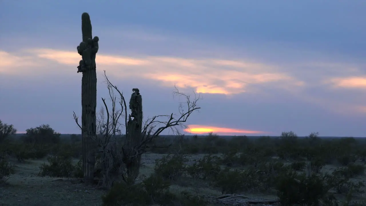 Arizona Saguaro Cacti At Sunset Zoom In