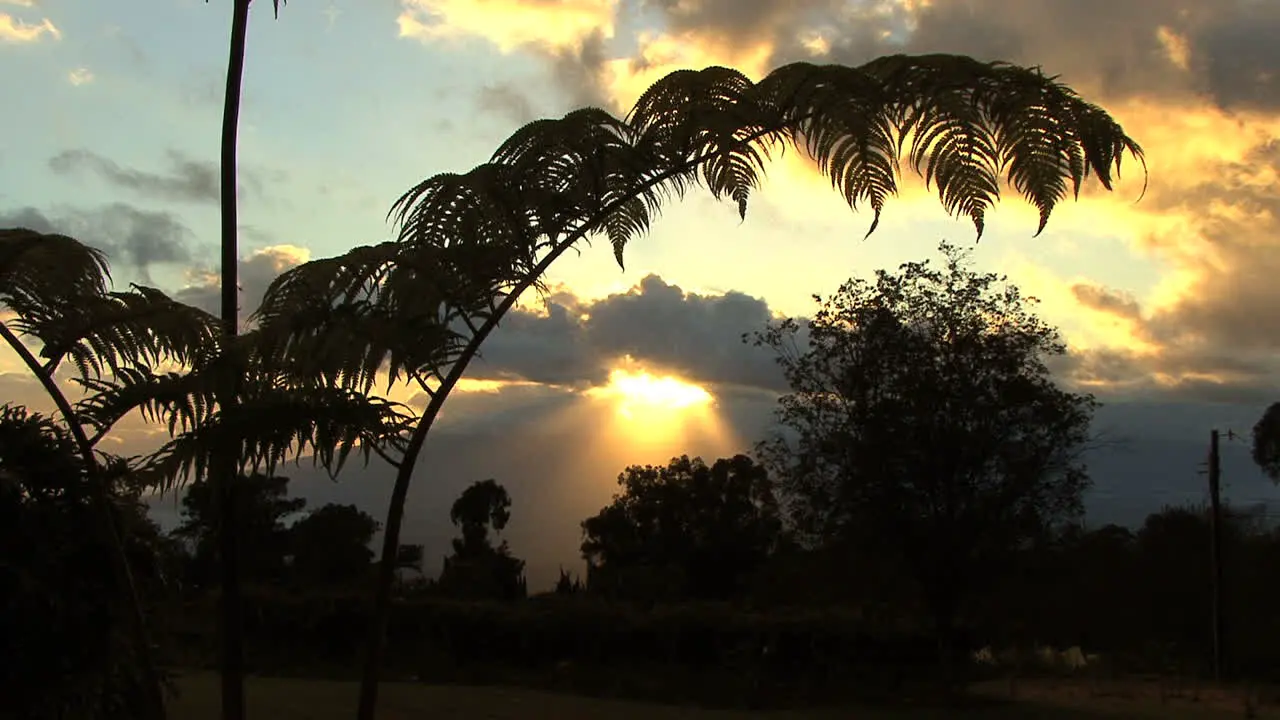 Maui Sunrise and fern 2