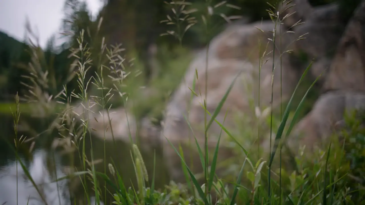 Experience the captivating focus shift from grass and weeds to the serene revelation of a lakeside oasis creating a tranquil visual journey