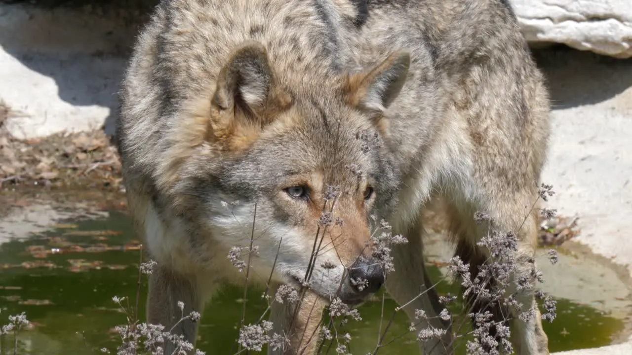 Penetrating Gaze of a Wolf Staring at a Natural Mystery