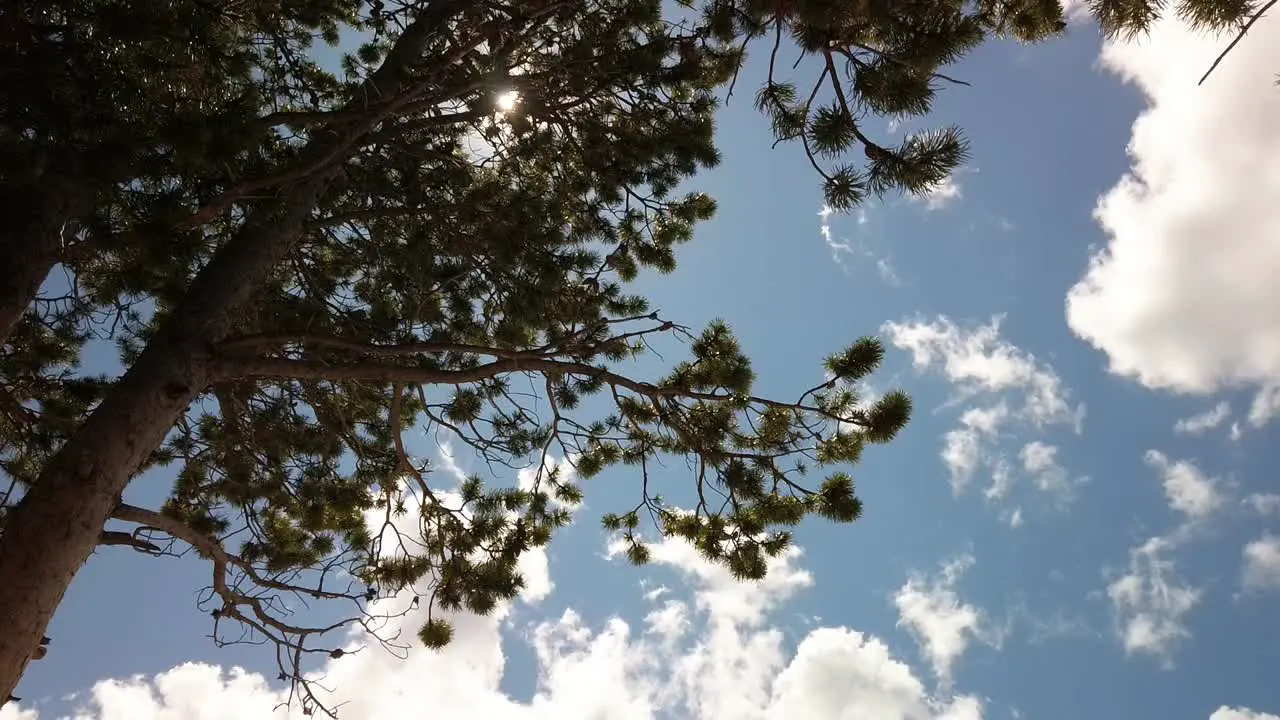 Looking up through pine tree branches to the sun on a beautiful partly cloudy day in Wyoming