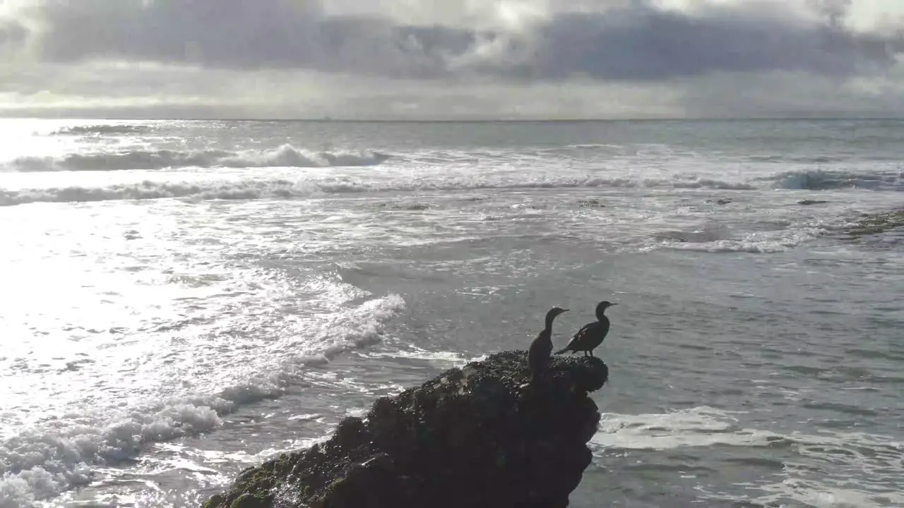 2 birds on an ocean rock arching drone shot