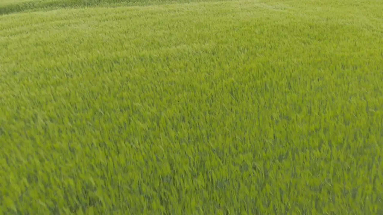 Cyclonic strong winds at Courland rural barley lands aerial