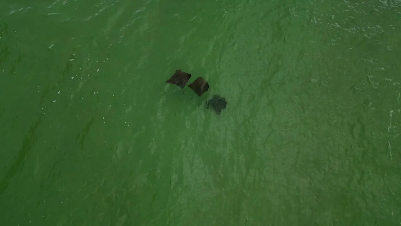 Three manta rays drifting around in the Gulf of Mexico