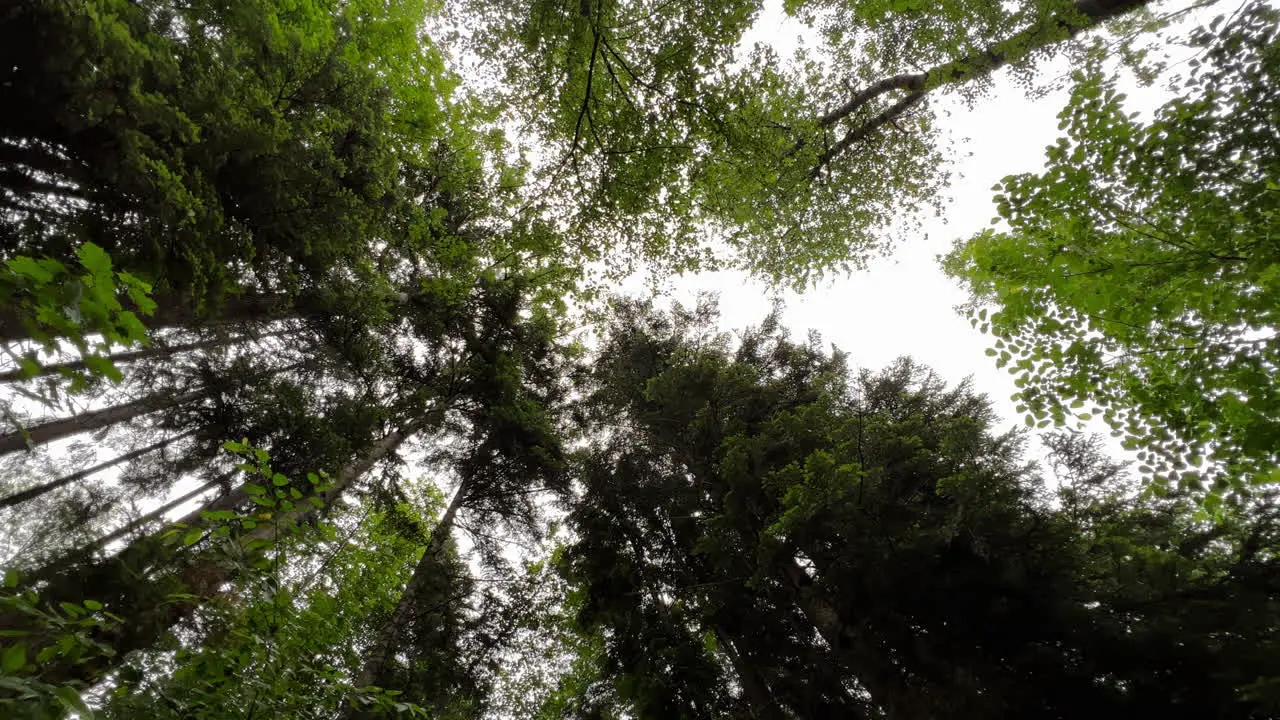 a look up at long trees in the middle of a forest | Berchtesgaden Germany