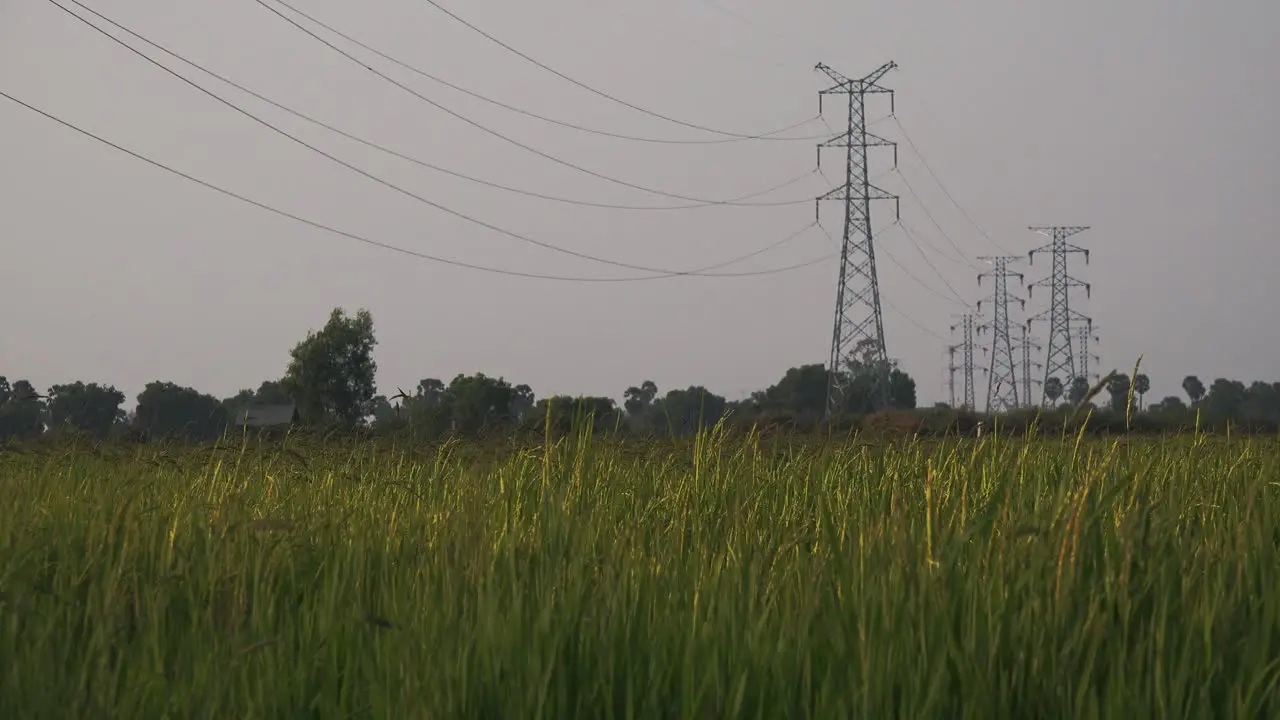 Static Exterior Shot of a Rice Field With Electricity Pylons in the Background