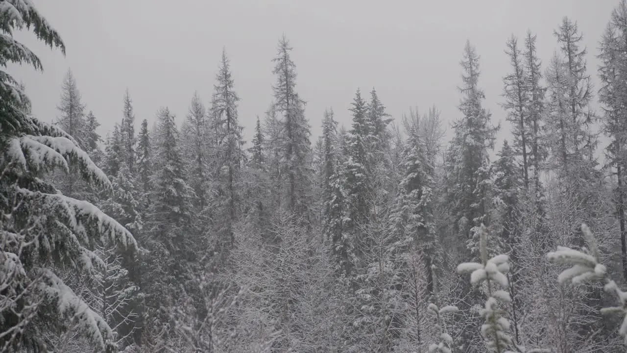 4K footage of a snowy forest on a cloudy winter day