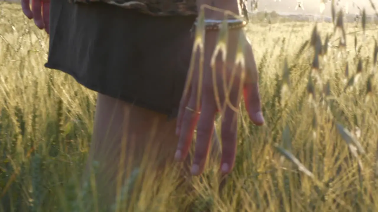 Closeup of female hand touching dry wheat on golden field summertime handheld