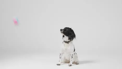 Long Shot of Dog Jumping for Ball