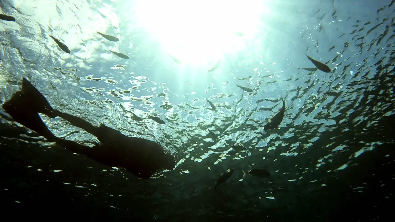 Snorkeler Exploring Under The Sea With Fishes Swimming Under The Bright Sun underwater