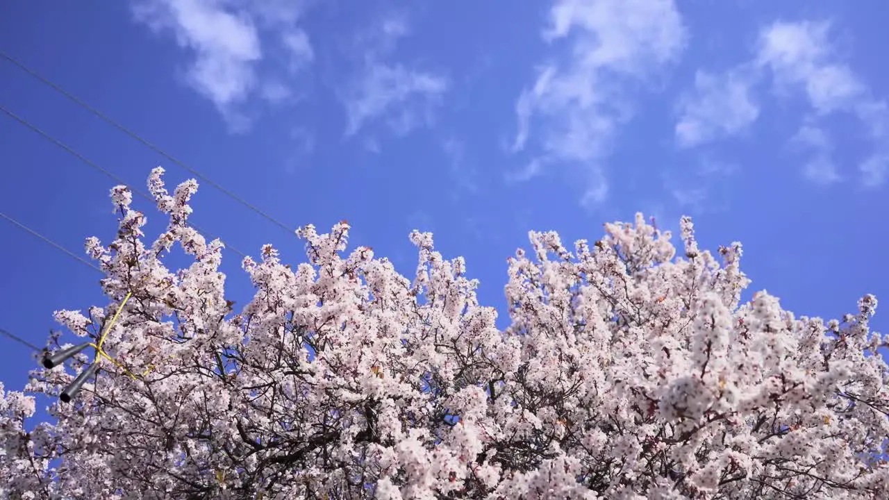 Cherry tree Blossom blows in the wind